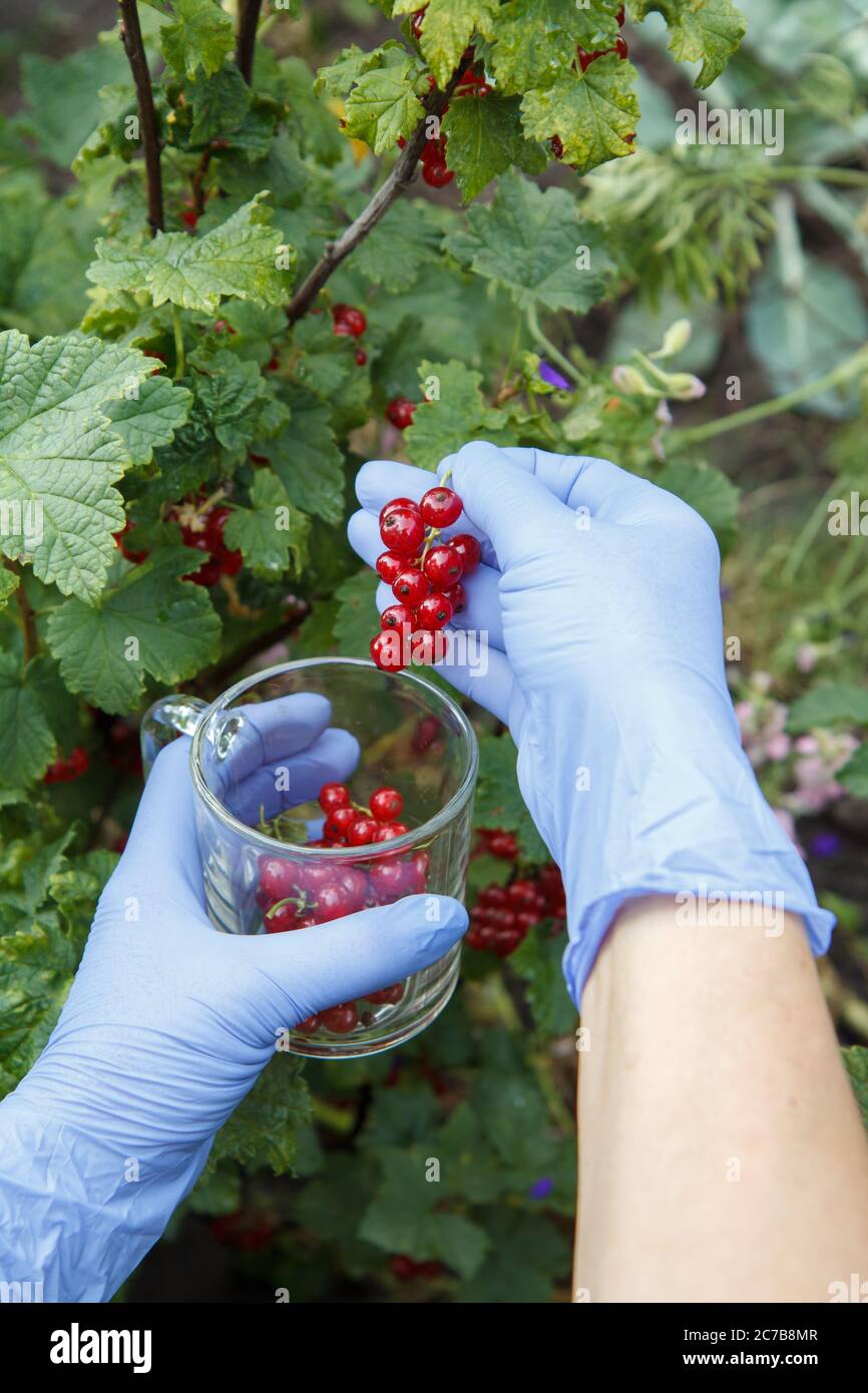 Donna in guanti in nitrile sta raccogliendo ribes rosso in giardino in sole giornate estive. Foto Stock