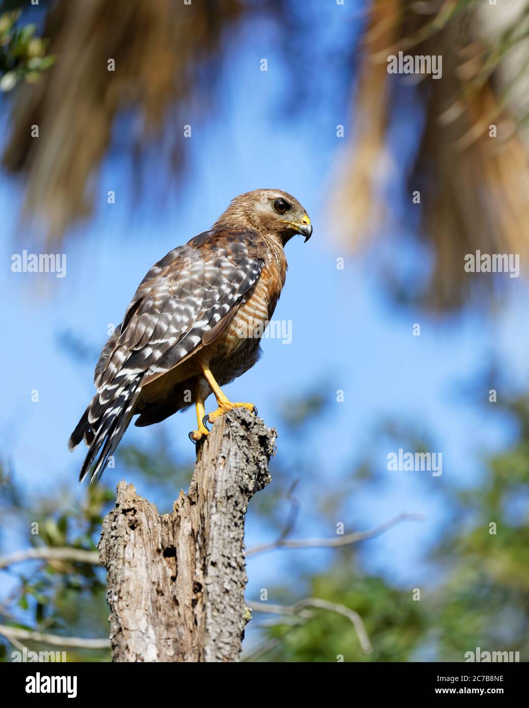 Un bel falco a spalla rossa (Buteo lineatus) si trova sulla cima di un albero morto, mentre cerca la terra per la preda. Questo falco di medie dimensioni si nutre di sm Foto Stock