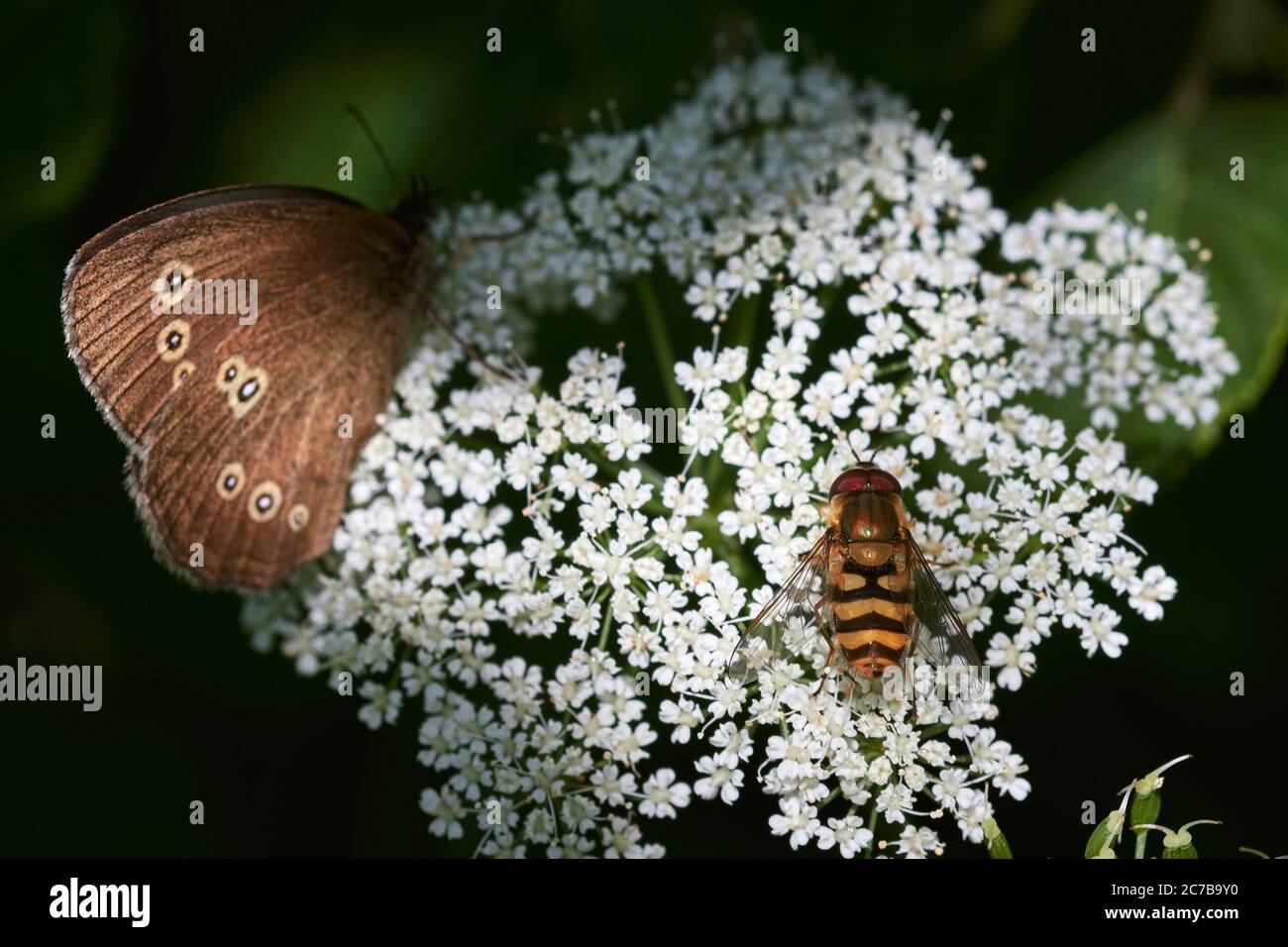 Farfalla di anello (Aphantopus iperantus) con comune volata a fasce (Syrphus ribesii) su pianta di carote selvatiche Foto Stock