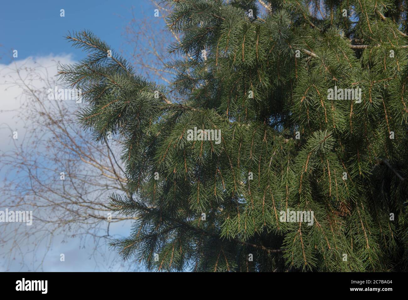 Estate Fogliame di Pino di razza (Picea breweriana) che cresce in un giardino in Devon Rurale, Inghilterra, UK Foto Stock