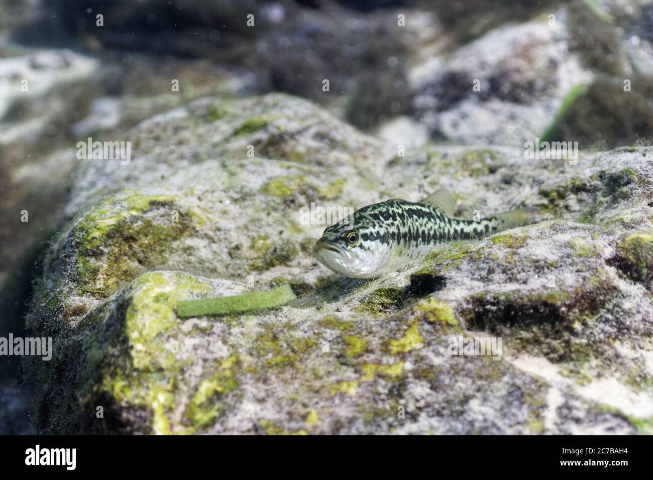 Un piccolo Largemouth Bass (Micropterus salmoides) si appiattisce contro una roccia sommersa, sperando di evitare il rilevamento da parte del grande subacqueo con subacqueo Foto Stock