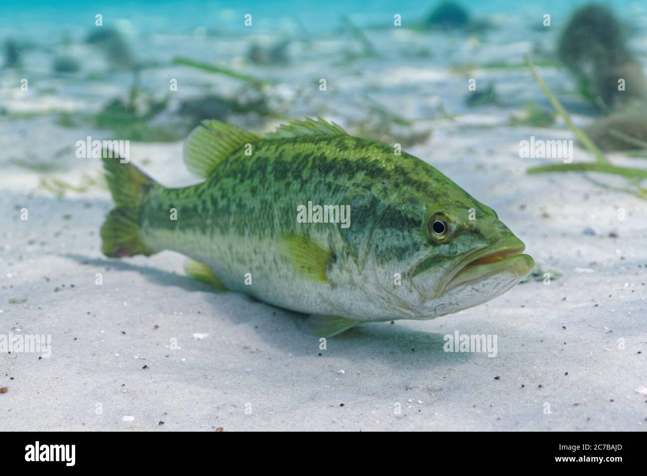 Un grande Largemouth Bass (Micropterus salmoides) poggia sul fondo sabbioso di una sorgente centrale della Florida. Questo pesce sembrava completamente disinteressato circa t Foto Stock