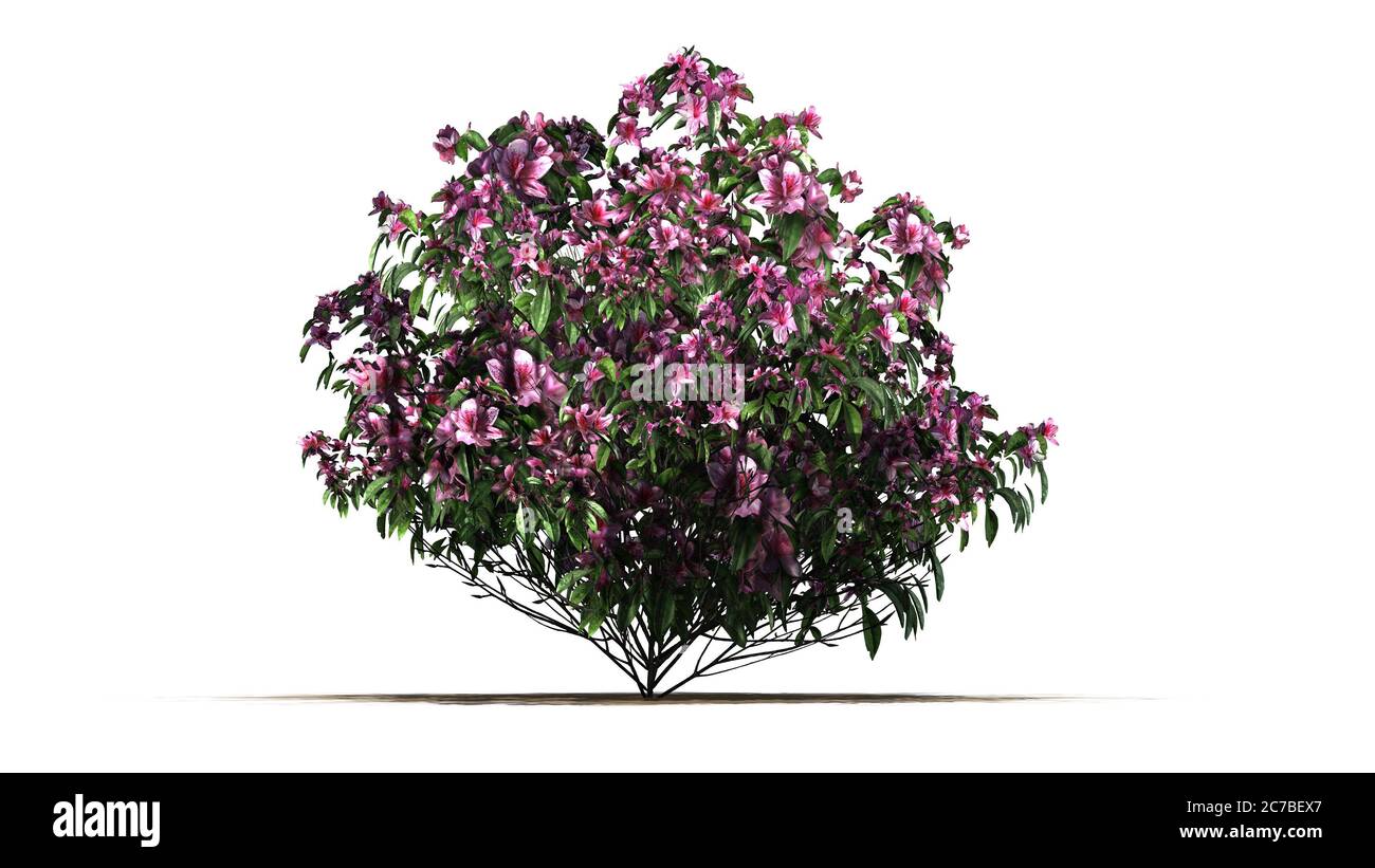 azalea fiori rosa su una zona di sabbia - isolato su sfondo bianco Foto Stock