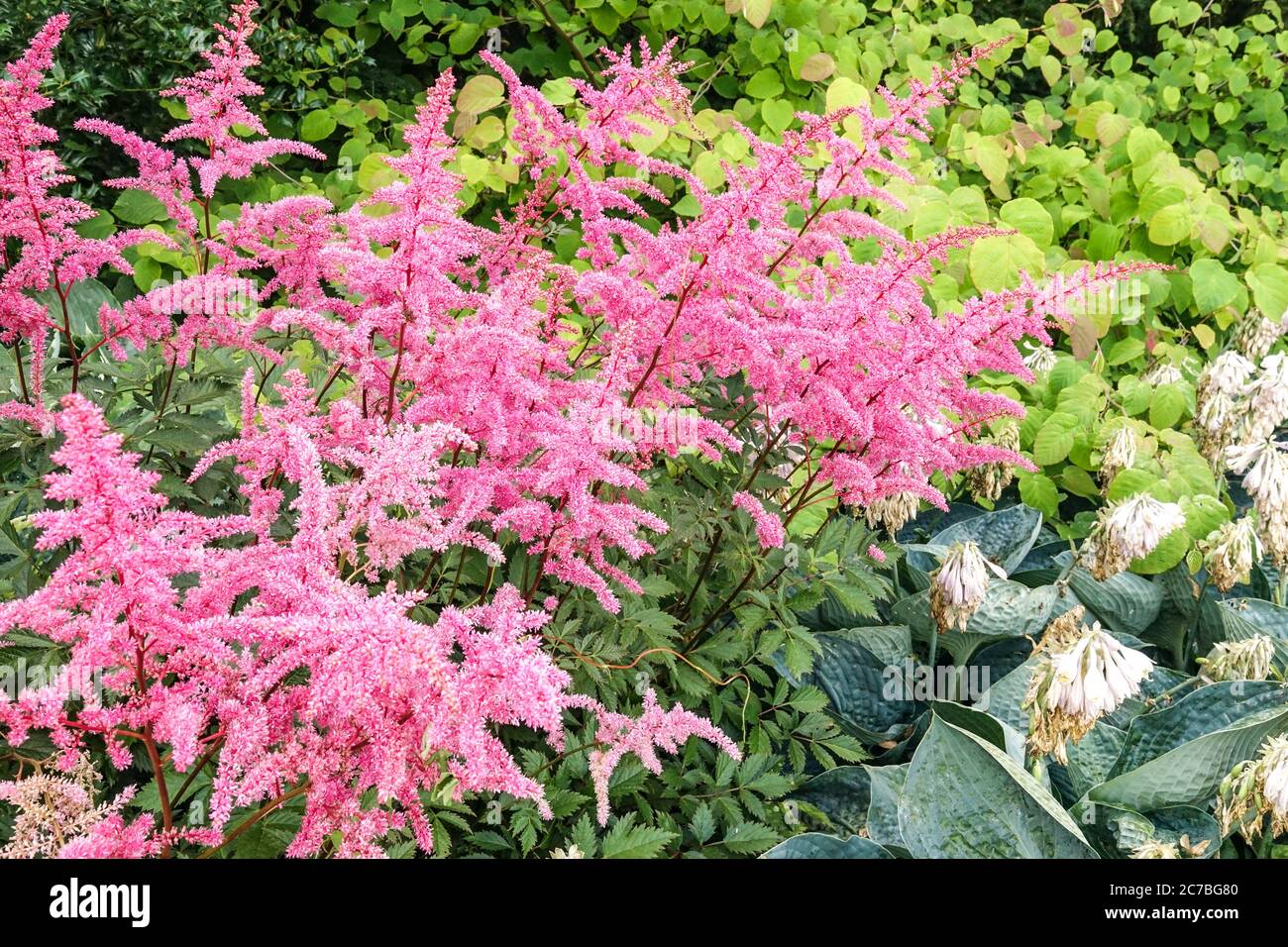 Rose, Pink, Chinese Astilbe chinensis, Astilbe 'Little Vision in Pink', Garden Plant Plants, Flower Flowers Blooming Blooms Filowin Bloom, luglio Foto Stock