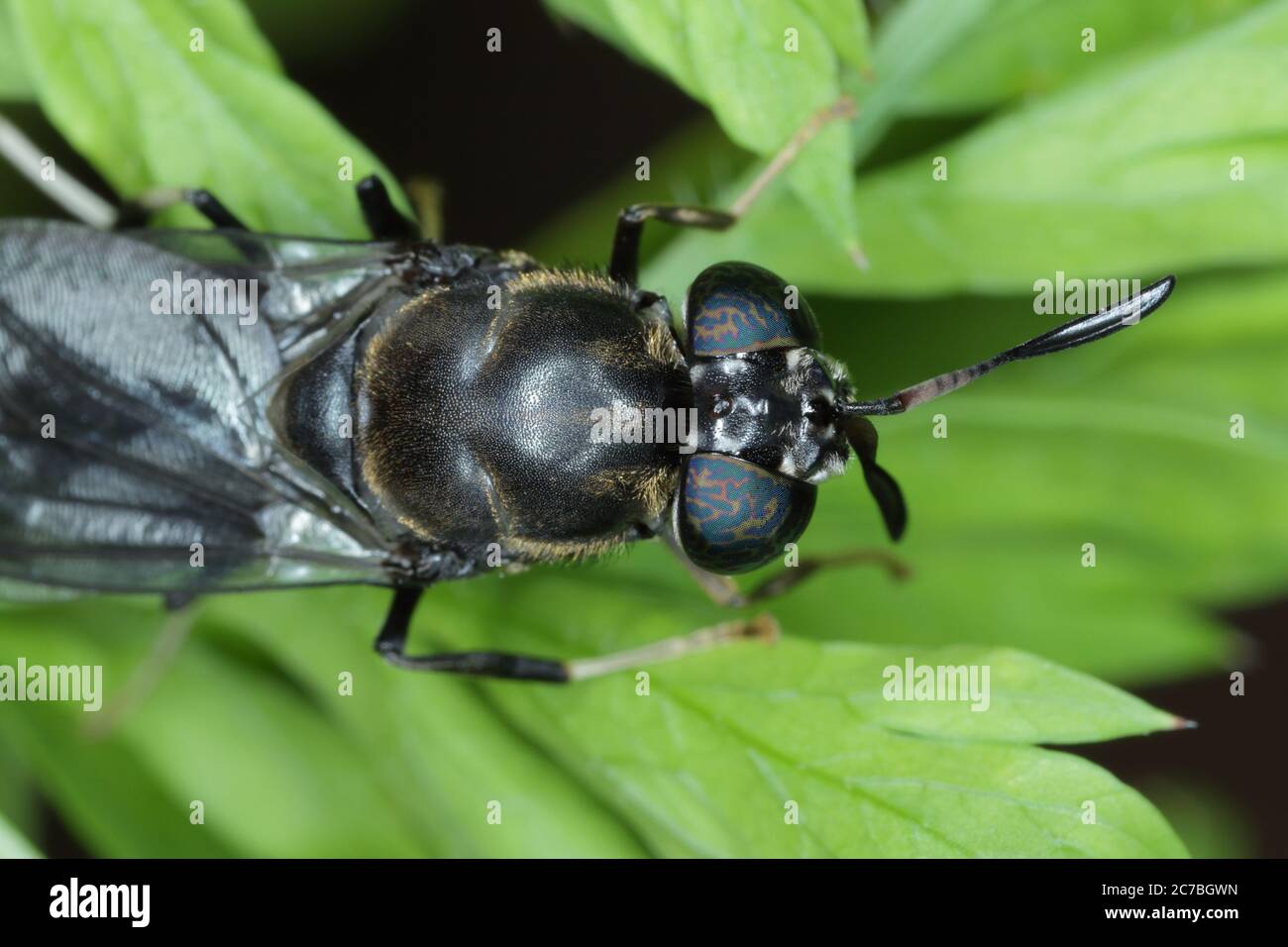 Black Soldier Fly - il nome latino è Hermetia illucens. Primo piano di volare seduto su una foglia. Questa specie è usata nella produzione di proteina. Foto Stock