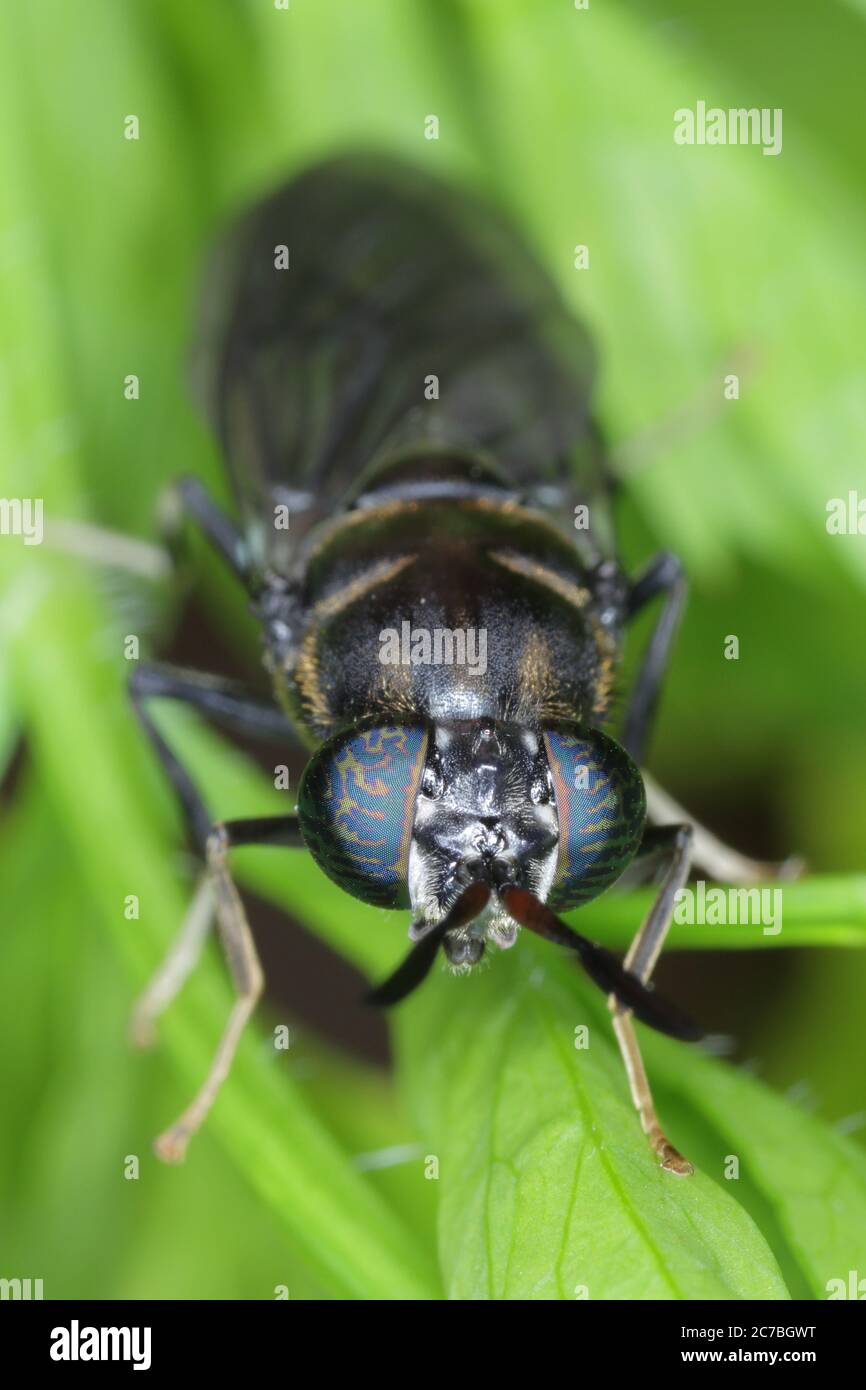 Black Soldier Fly - il nome latino è Hermetia illucens. Primo piano di volare seduto su una foglia. Questa specie è usata nella produzione di proteina. Foto Stock