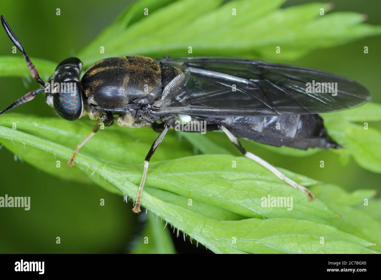 Black Soldier Fly - il nome latino è Hermetia illucens. Primo piano di volare seduto su una foglia. Questa specie è usata nella produzione di proteina. Foto Stock