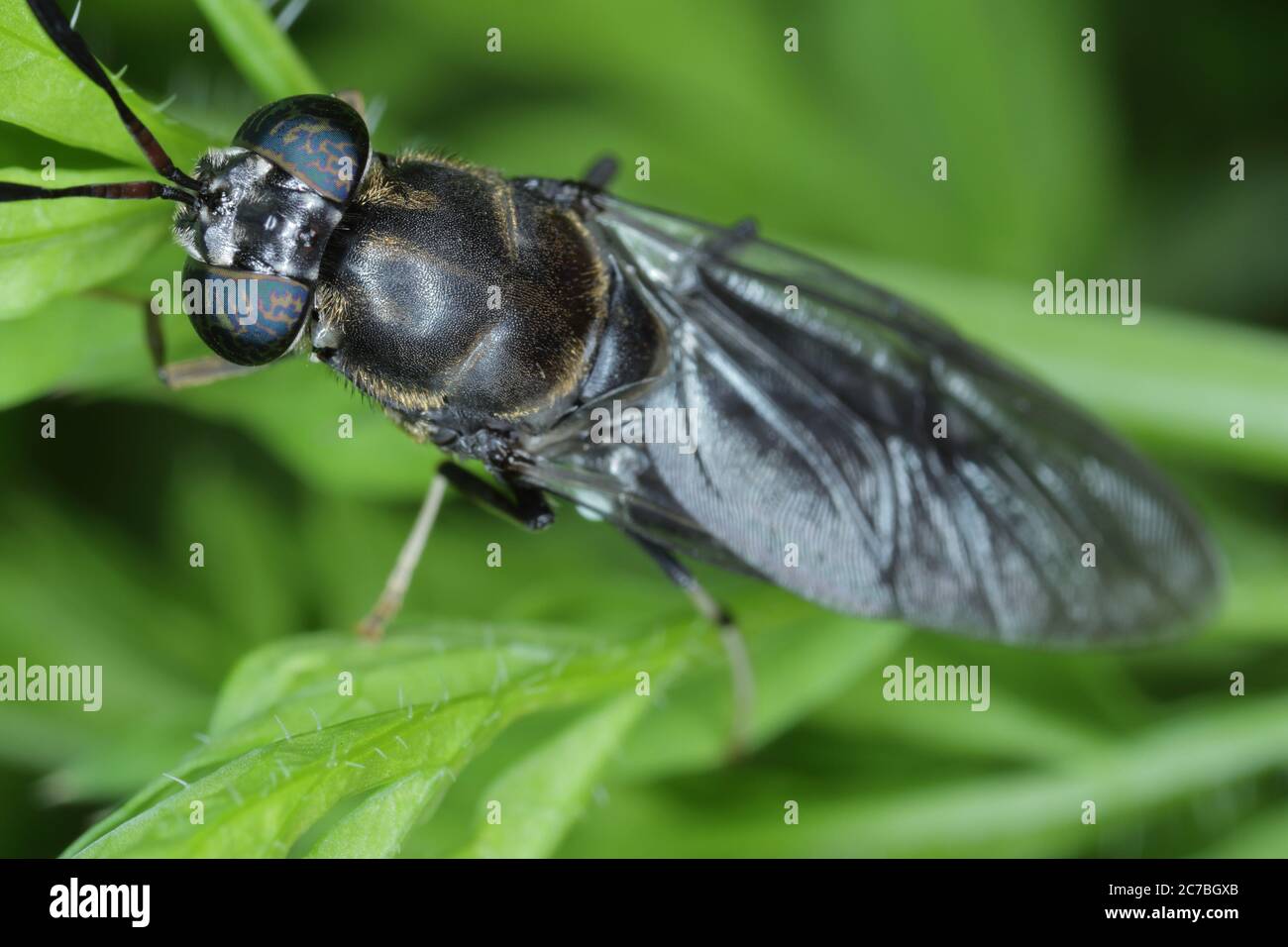 Black Soldier Fly - il nome latino è Hermetia illucens. Primo piano di volare seduto su una foglia. Questa specie è usata nella produzione di proteina. Foto Stock