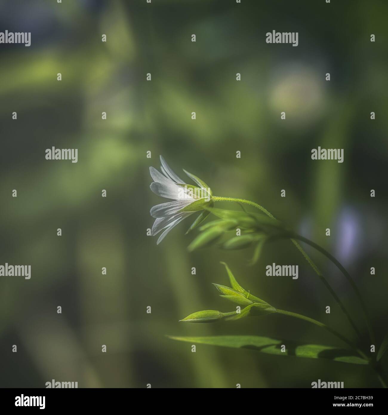 Anemoni bianchi sparati al sole primaverile Foto Stock