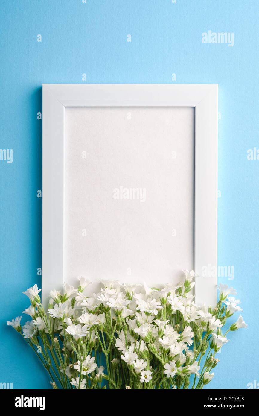 Bianco mockup cornice foto vuota con mouse-orecchio fiori di ceci su sfondo blu, vista dall'alto spazio copia Foto Stock