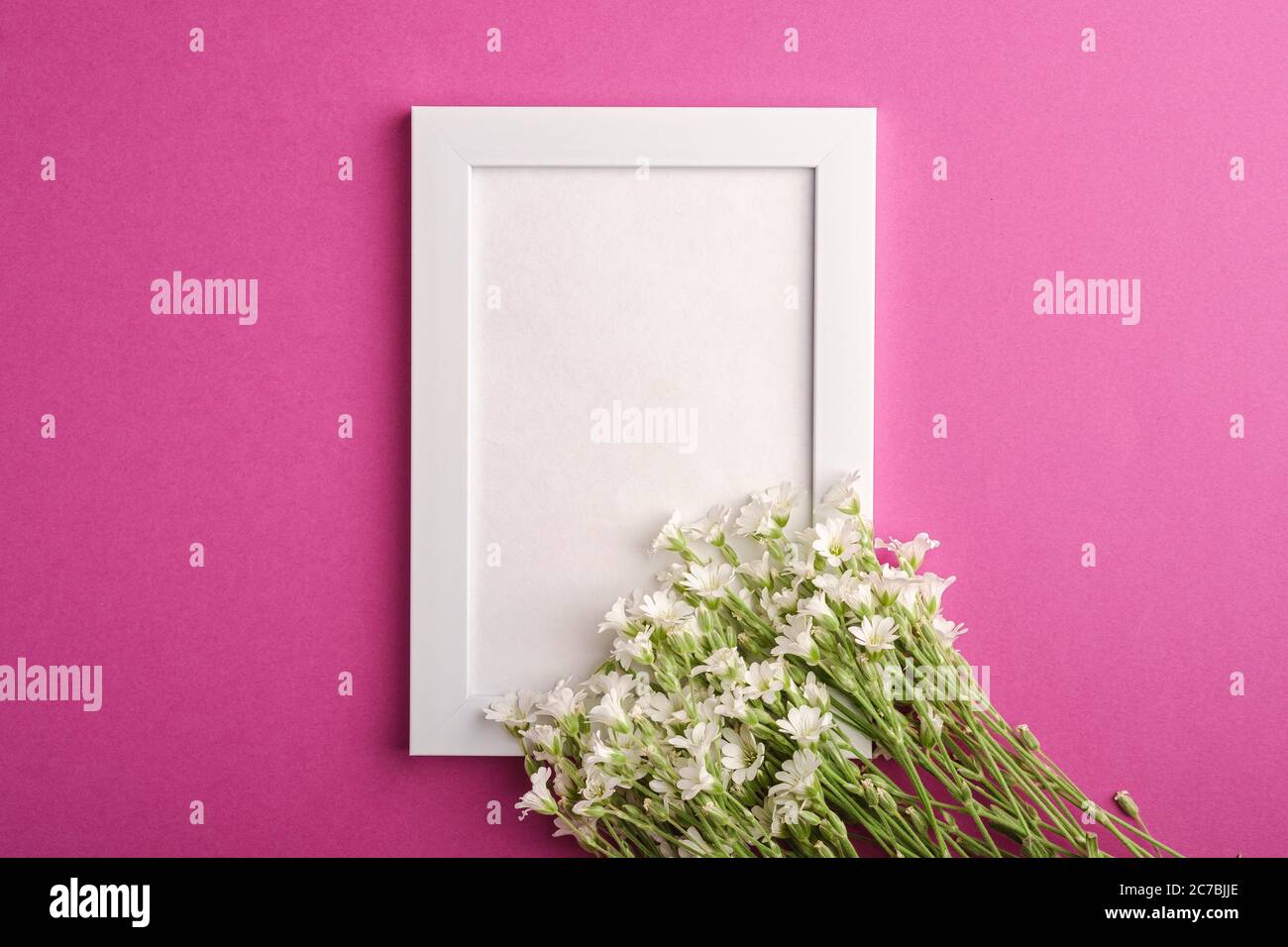 Bianco mockup cornice foto vuota con mouse-orecchio fiori di ceci su sfondo rosa viola, vista dall'alto spazio copia Foto Stock