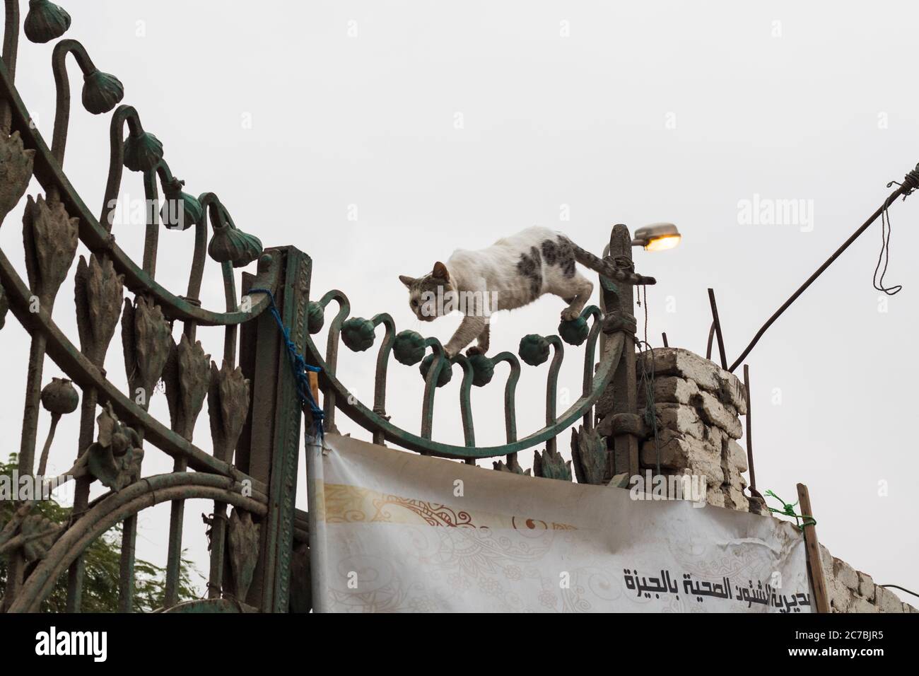 Gatto casuale che prende una passeggiata rischiosa, Giza, Egitto Foto Stock