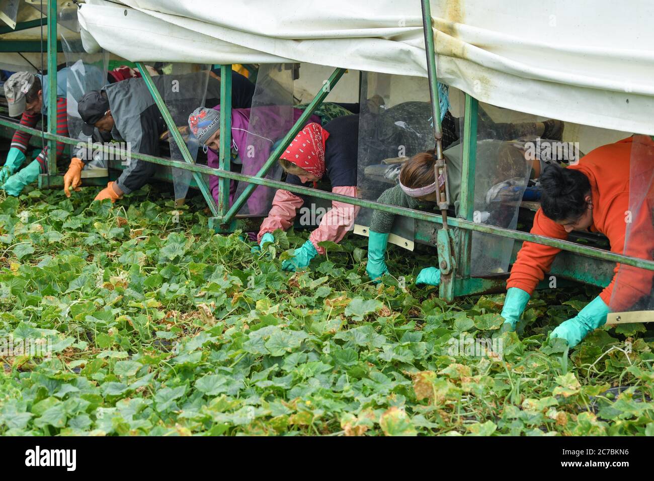 16 luglio 2020, Brandenburg, Kasel-Golzig: Gli aiuti rumeni alla raccolta della società Knösels Gemüse-Erzeugungs GmbH & Co. KG si trovano su un cosiddetto cetriolo aereo e pick pick picchiato cetrioli. Attualmente la raccolta del Gherkin di Spreewald è in esecuzione a piena velocità. Nello Spreewald c'è una moltitudine di grandi e piccole aziende che coltivano e che anche trattano cetrioli decapati. Dal 1995 Knösels Gemüse-Erzeugungs GmbH & Co. KG ha coltivato cetriolini sottaceto, cavolo rosso, zucca, zucchine, mais e cereali. Nella stagione della raccolta, l'azienda impiega circa 400 lavoratori stagionali f Foto Stock