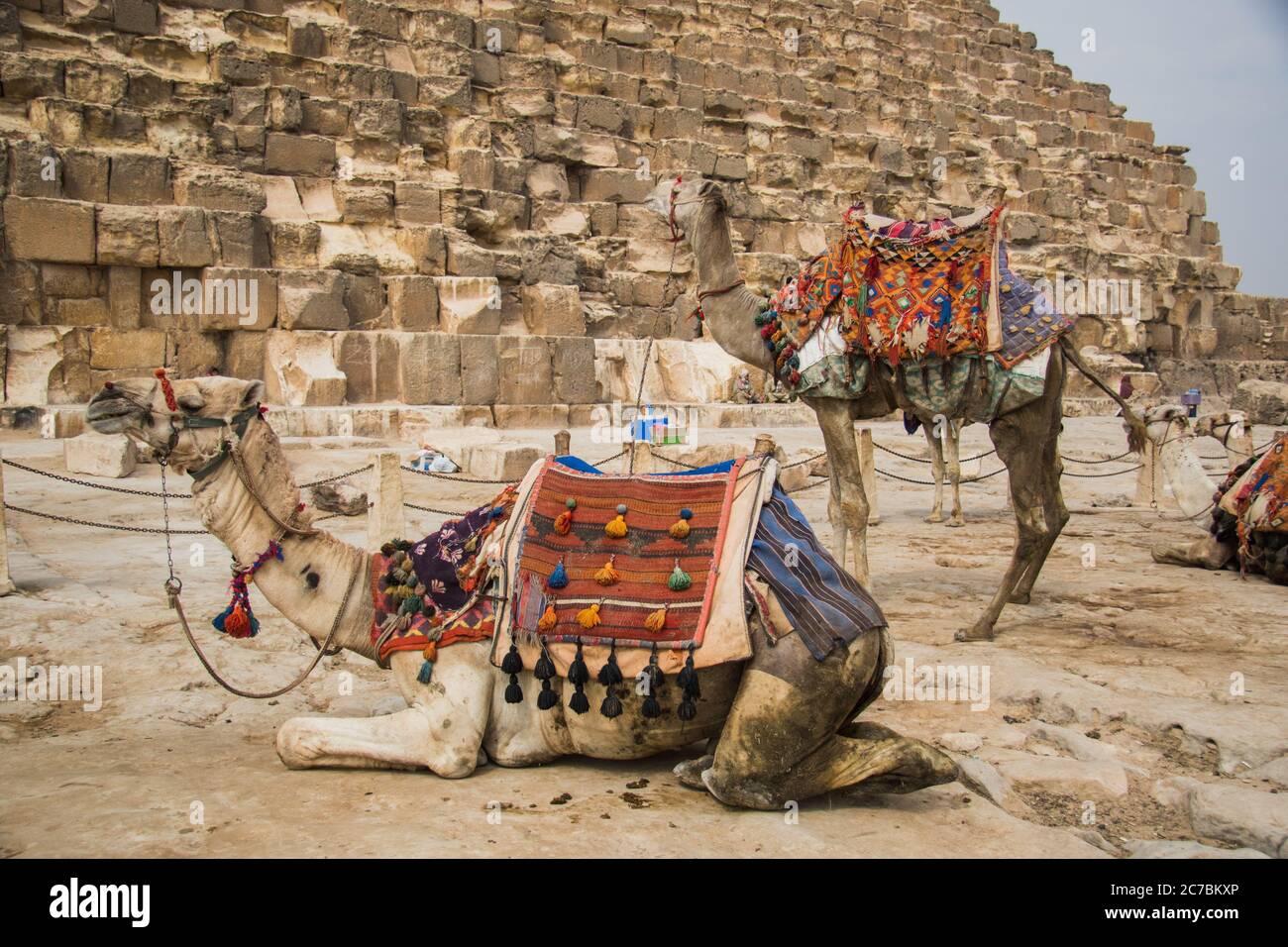 Cammelli in attesa alla necropoli di Giza, Egitto Foto Stock