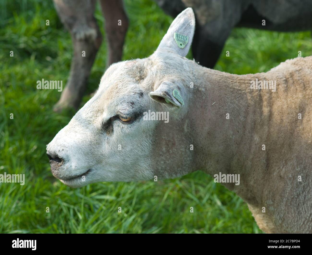 Primo piano della testa di una pecora bianca con altre pecore e prato verde sfocati Foto Stock