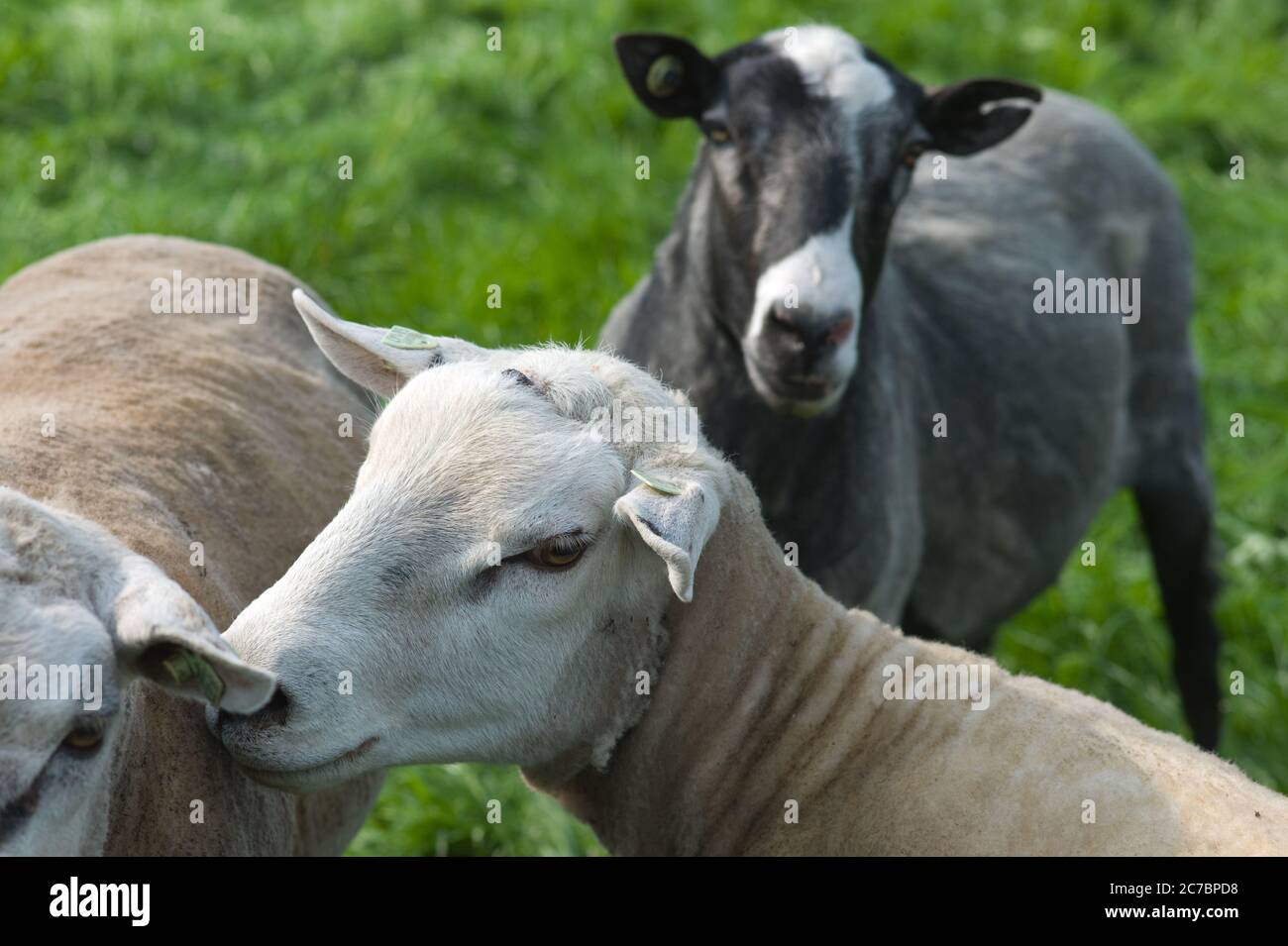 Teste di pecora in un prato, sfondo sfocato Foto Stock
