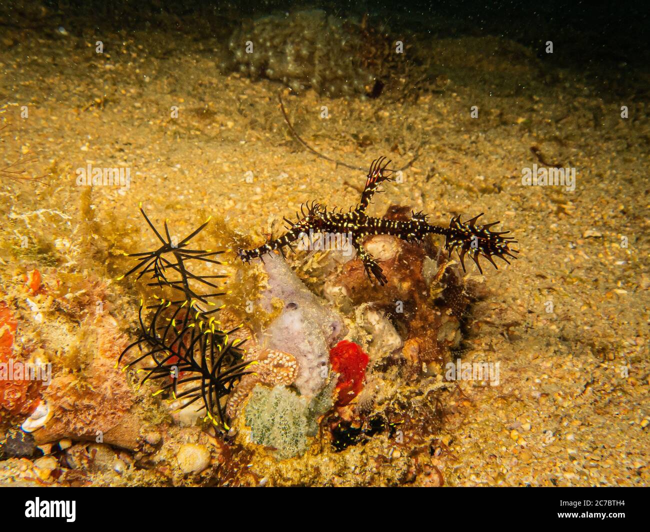 Pesci fantasma ornati o pesci fantasma harlequin, Solenostomus paradosso a una barriera corallina tropicale di Puerto Galera nelle Filippine. Straordinaria biodiversità al centro del triangolo corallino Foto Stock