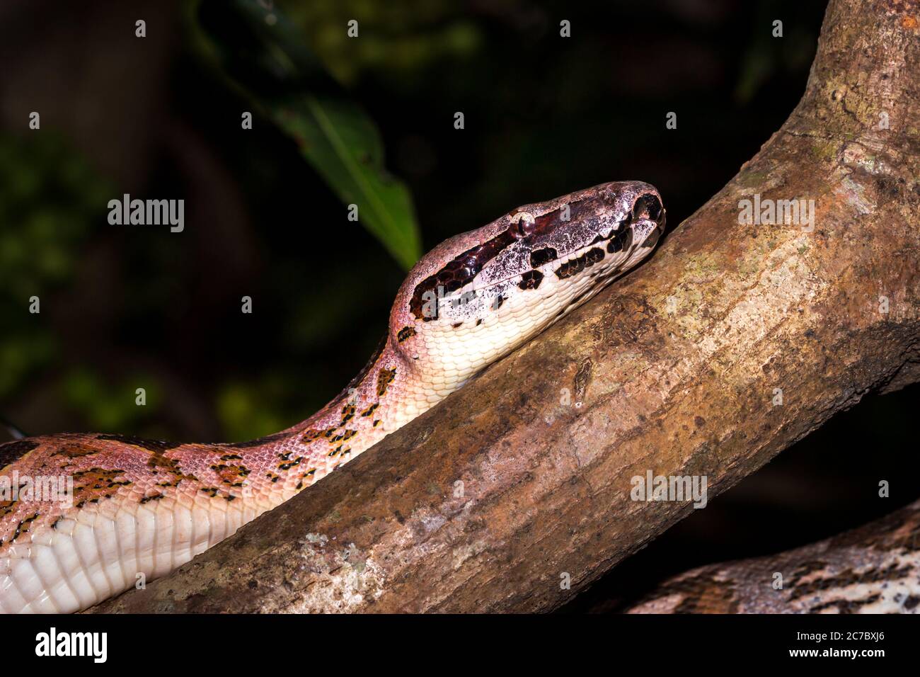 Madagascar Ground Boa (Arantophis madagascariensis) in un albero, Nosy Komba, Madagascar Foto Stock