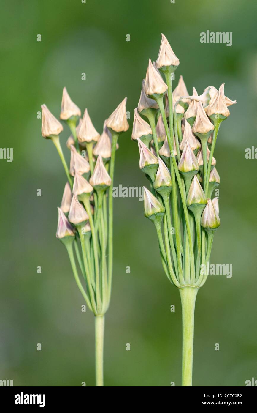 Aglio al miele siciliano - Nectaroscordum Siculum - Podi di mare verticali nel giardino di luglio, Scozia, UK Foto Stock