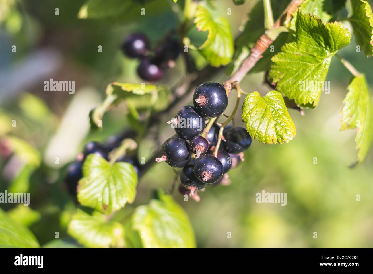 Ribes nero - vista ravvicinata - crescere su cespuglio, in giardino Foto Stock
