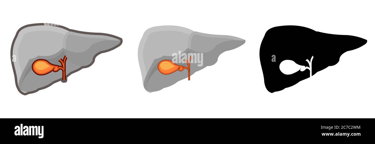 Vescica sana umana di gallina. Intero. Impostazione. Immagine a colori e icona monocromatica. Una serie di illustrazioni sugli organi interni. Oggetto vettore isolato Illustrazione Vettoriale