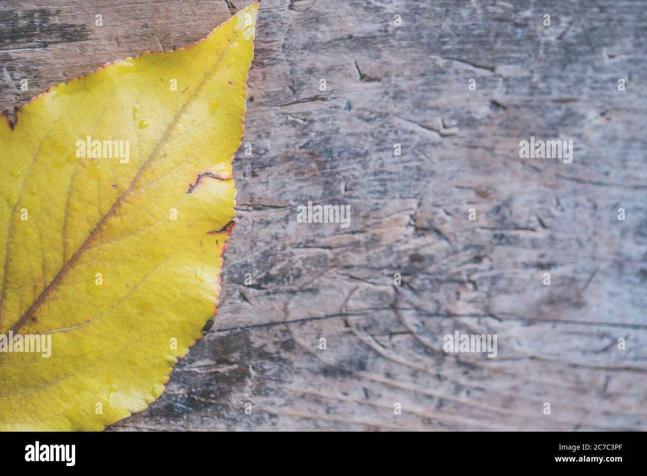 Primo piano di una bella foglia d'autunno dorata su un sfondo grigio di legno Foto Stock
