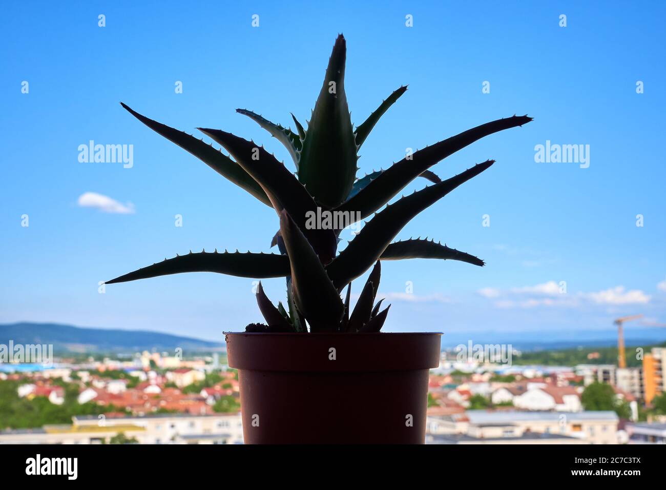 Pianta di Aloe vera nel balcone Foto Stock
