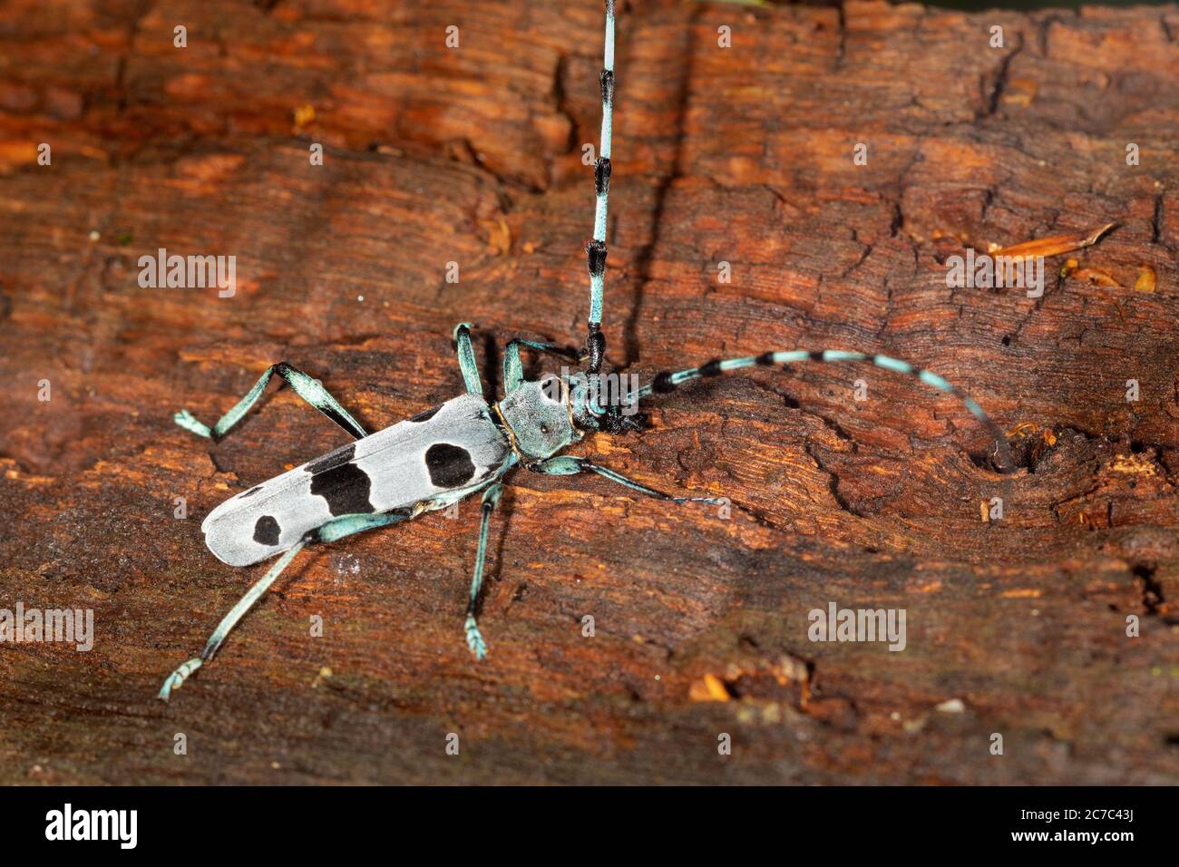 La prima ringhiera della Rosalia longicorn (Rosalia alpina) o del tontano alpino Foto Stock