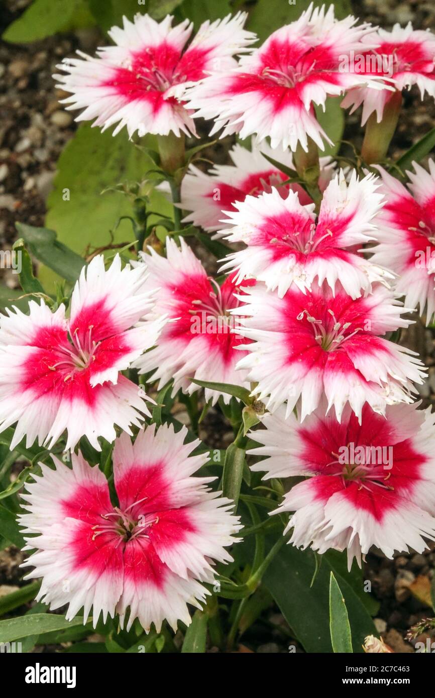 Rosso bianco Dianthus chinensis 'Super Parfait Red Peppermint' Dianthus Sweet William Foto Stock