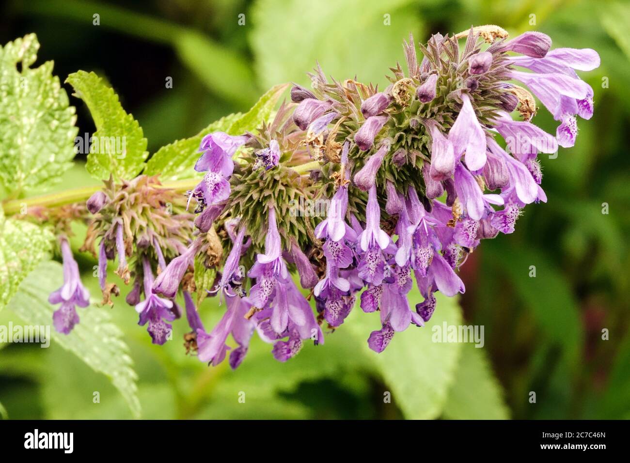 Catmint Nepeta "Weinheim Big Blue" Foto Stock