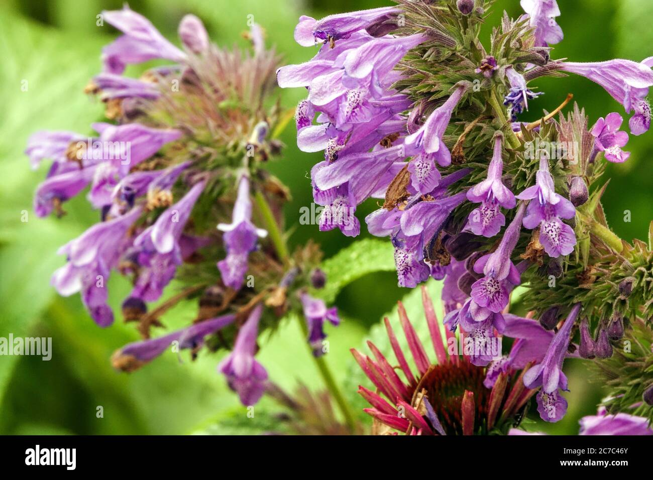 Catmint Nepeta "Weinheim Big Blue" Foto Stock