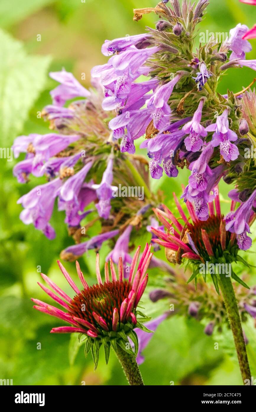Catmint Nepeta 'Weinheim Big Blue' germogli di fiori di conifere Foto Stock