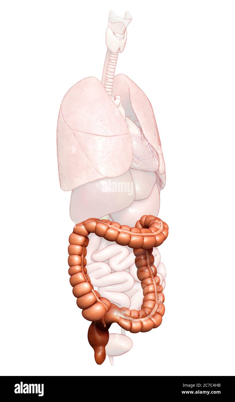 rappresentazione 3d, rappresentazione accurata dal punto di vista medico dell'anatomia dell'intestino crasso Foto Stock