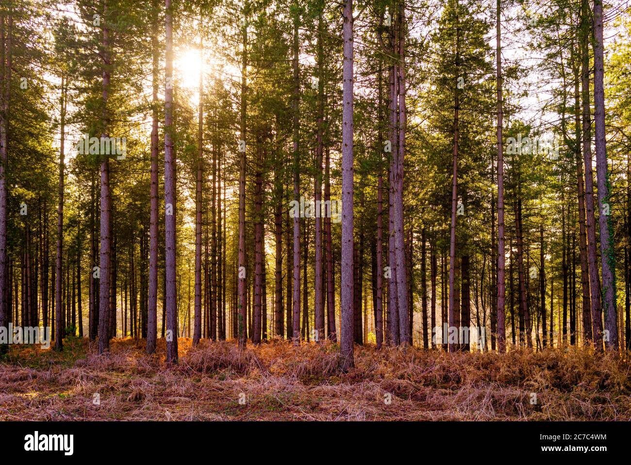 Pines, Matley Bog, New Forest National Park, Hampshire, Inghilterra Foto Stock