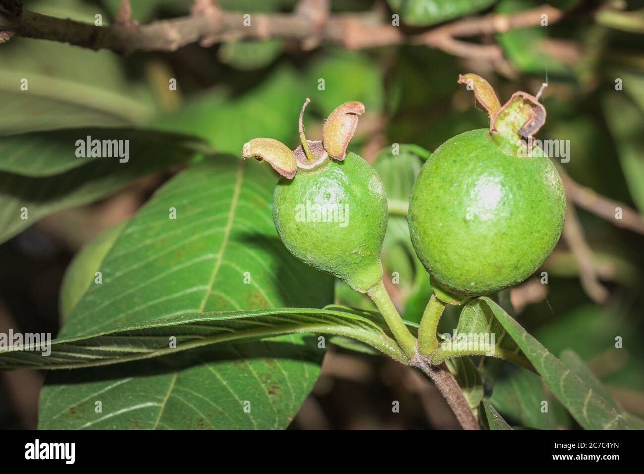 A guava (Psidium guajava) frutta e piante in coltura, Uganda, Africa Foto Stock
