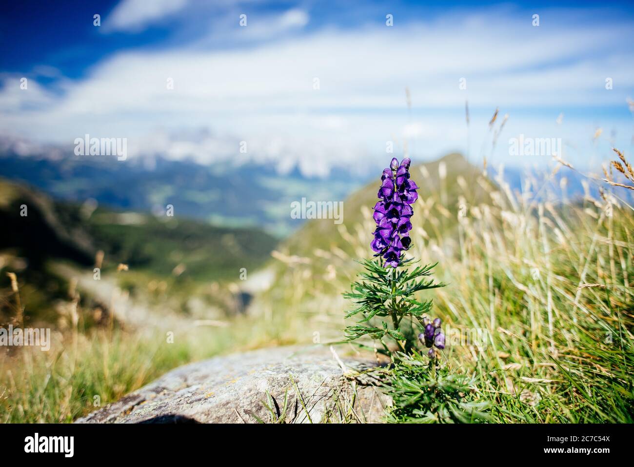 Getto superficiale di un fiore viola in una erbosa campo in montagna Foto Stock