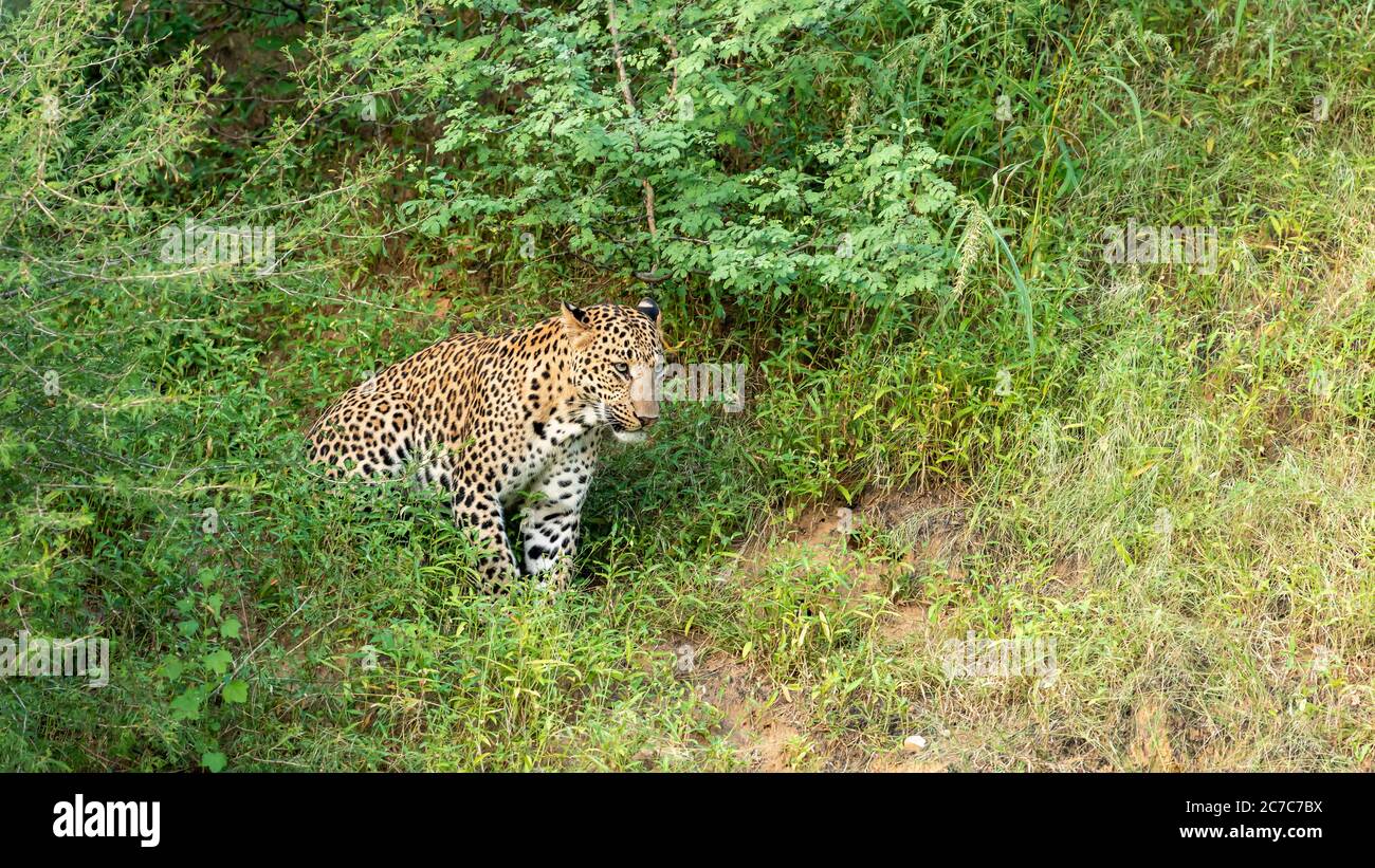 leopardo selvaggio o pantera o panthera pardus in sfondo verde alla foresta di jhalana o leopardo riserva jaipur rajasthan india Foto Stock