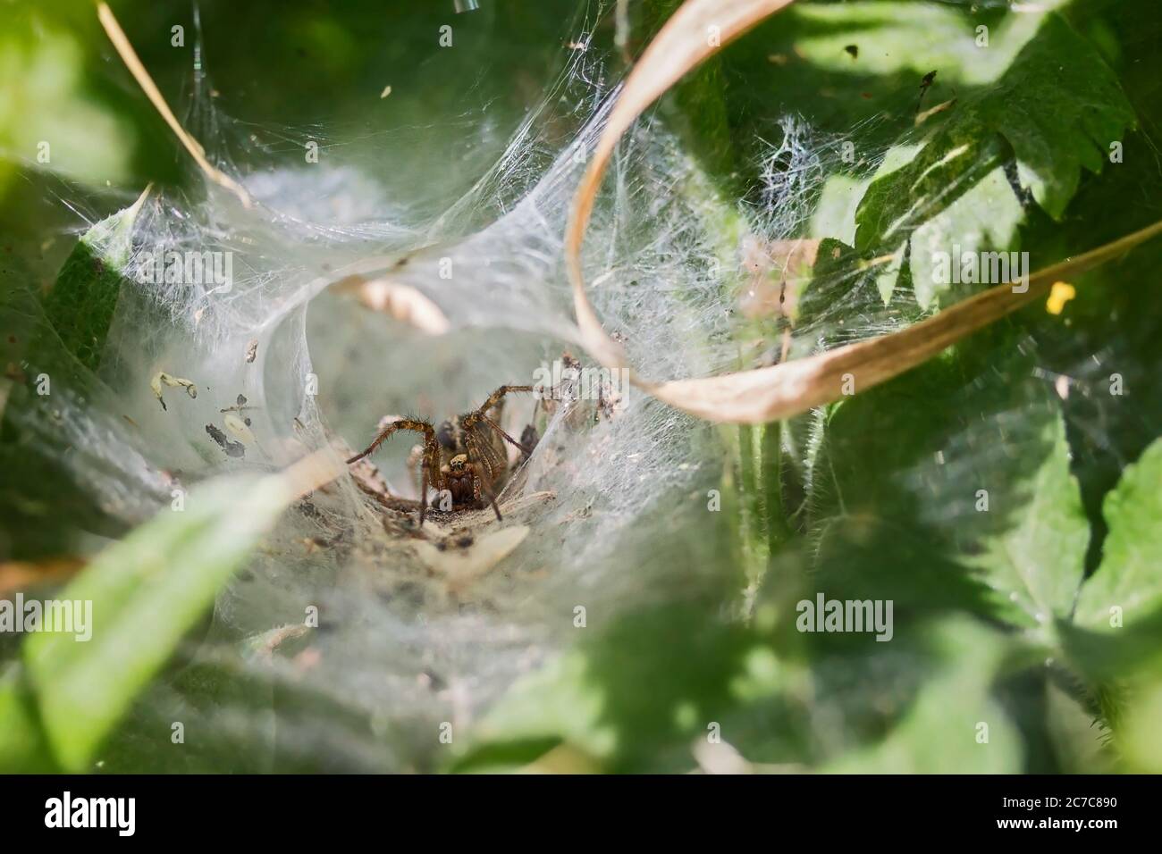Grande ragno all'aperto nel Regno Unito in imbuto come tessuto di rete intessuto in bassa vegetazione con l'allarme di ragno all'interno pronto a rimbalzare sulle gambe pelose del corpo di preda marrone Foto Stock