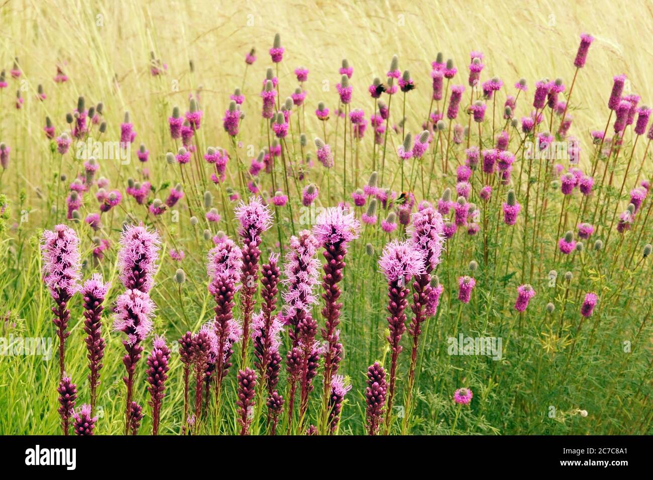 Dalea purpurea Purple Prairie Clover Liatris spicata piante miste nel giardino di luglio prato perenne, piante prateria nativo Foto Stock