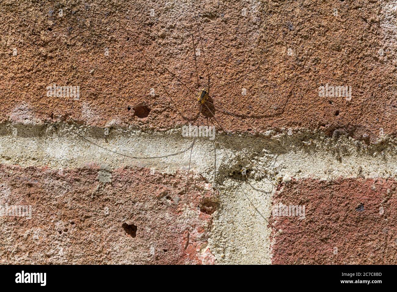 Ragno Harvestmen a gamba lunga sulla parete del ponte sul canale approssimativamente 11 cm lunghezza gamba 8 mm corpo marrone giallo con striscia centrale nera davanti a dietro Foto Stock