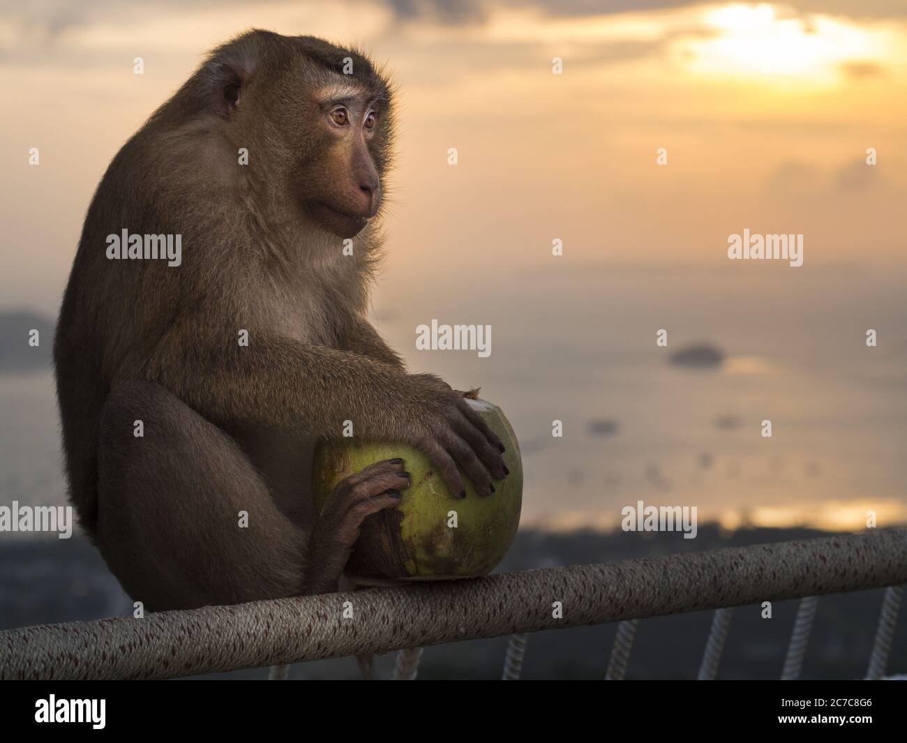 Primo piano di un macaco sul cofano seduto su una ringhiera e tenendo un cocco verde Foto Stock