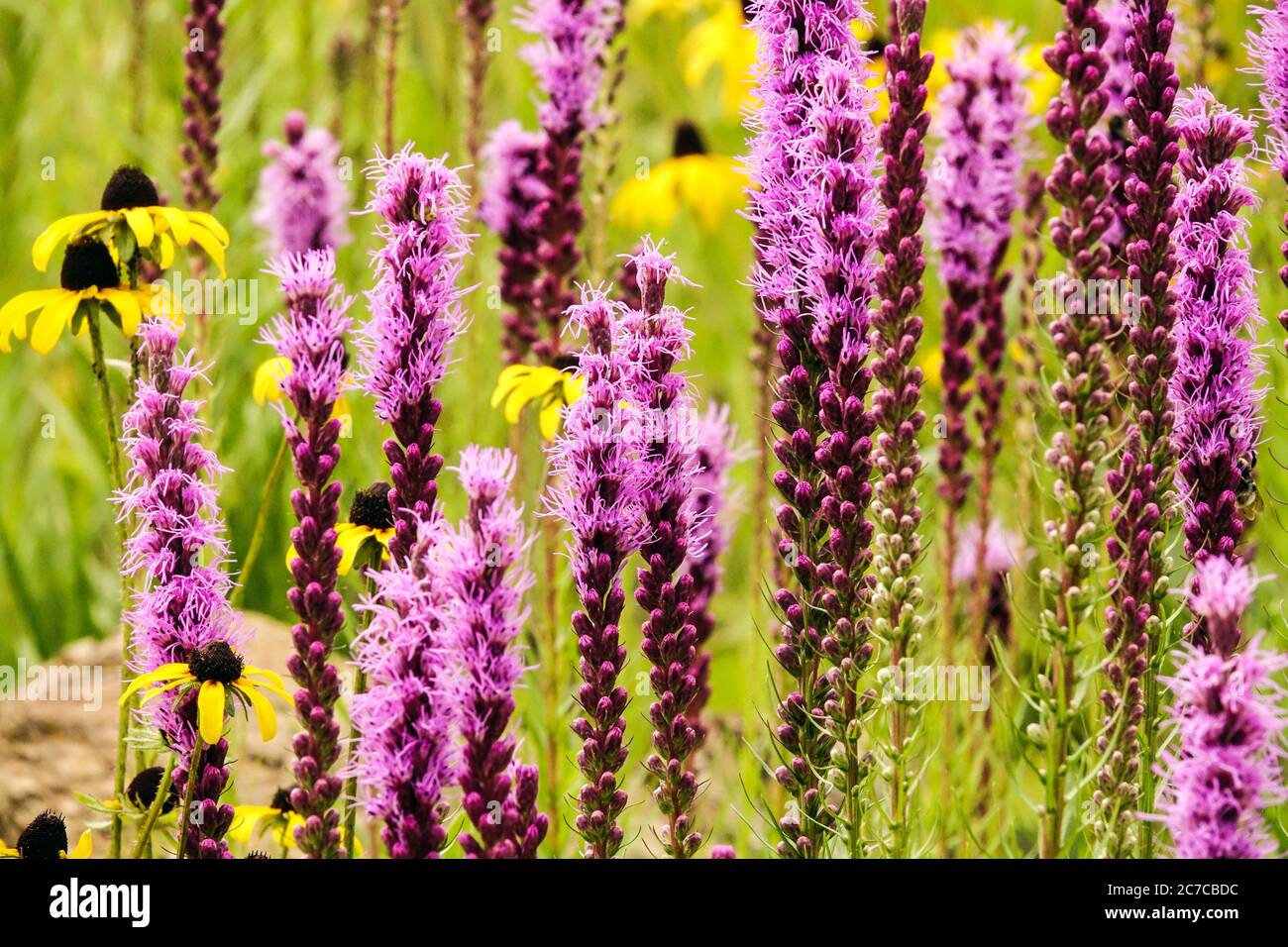 Liatris spicata densa Blazing Star luglio fiori prato fioritura Foto Stock