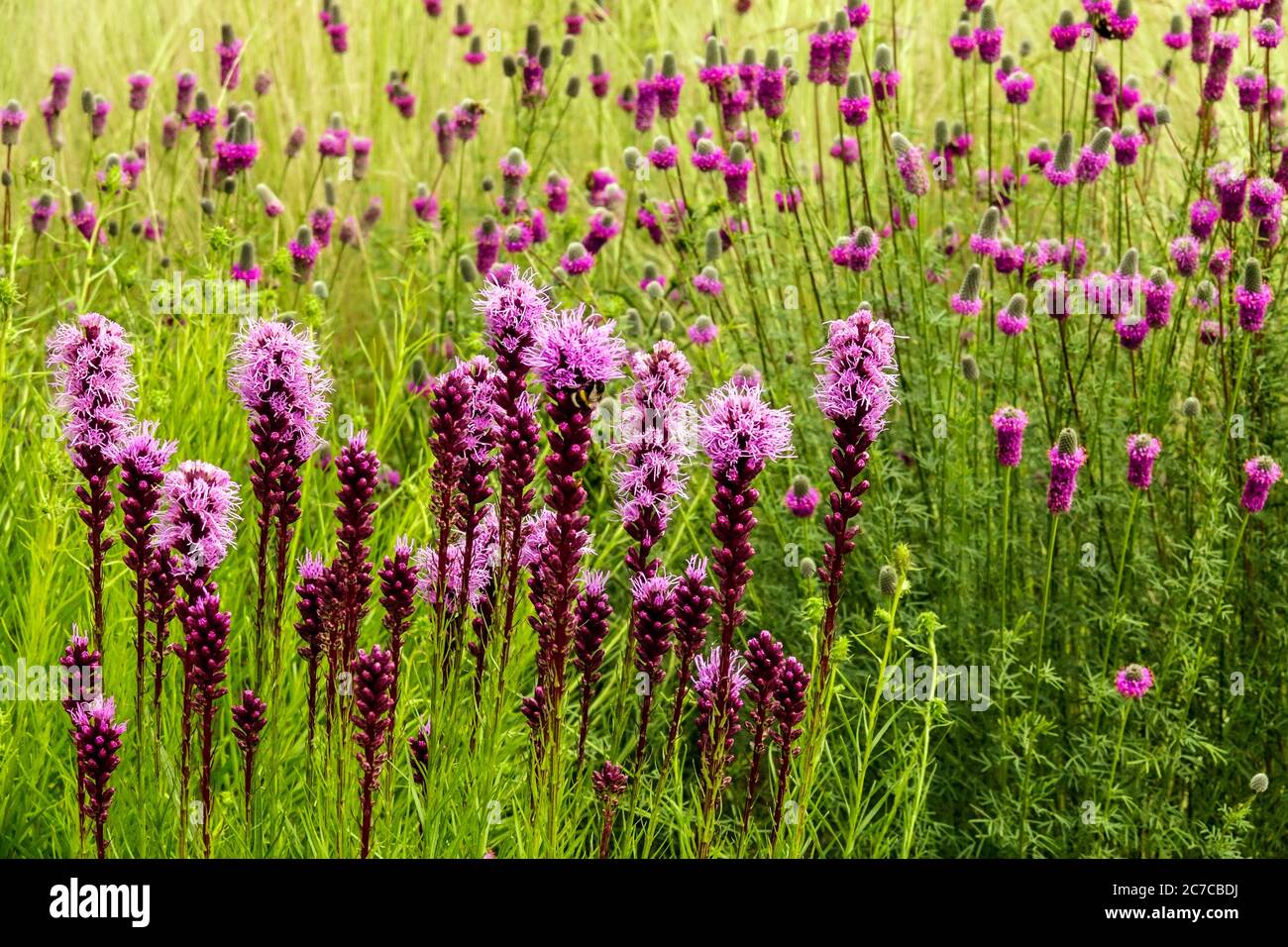 Fiori viola misti nel giardino di luglio Liatris Dalea Danse blazing stella Foto Stock
