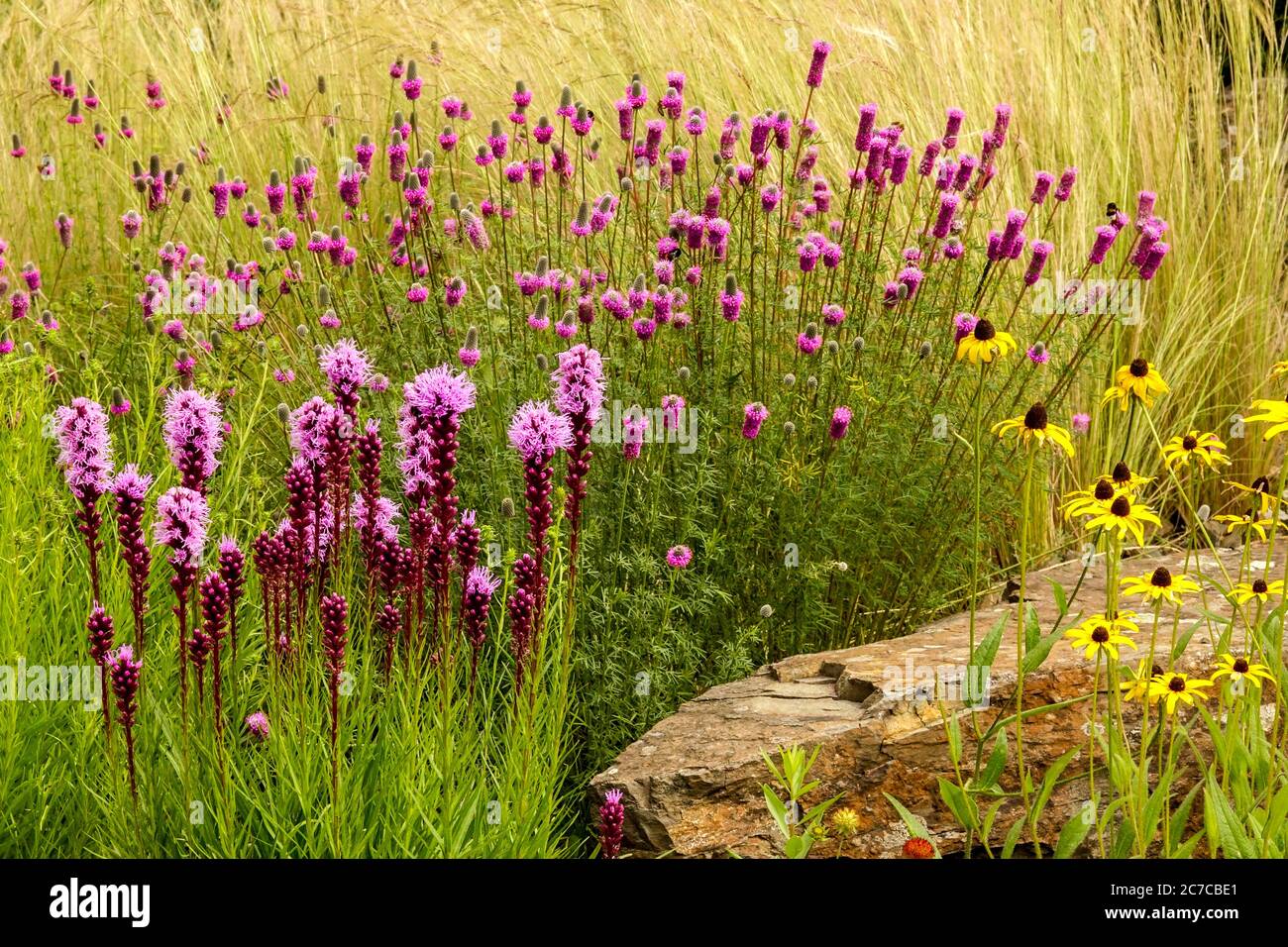 Giardino con pietra Fiori viola misti nel giardino di luglio Liatris Dalea Rudbeckia fulgida piante perenni dure Foto Stock Giardino con pietra Fiori viola misti nel giardino di luglio Liatris Dalea Rudbeckia fulgida piante perenni dure Foto Stock