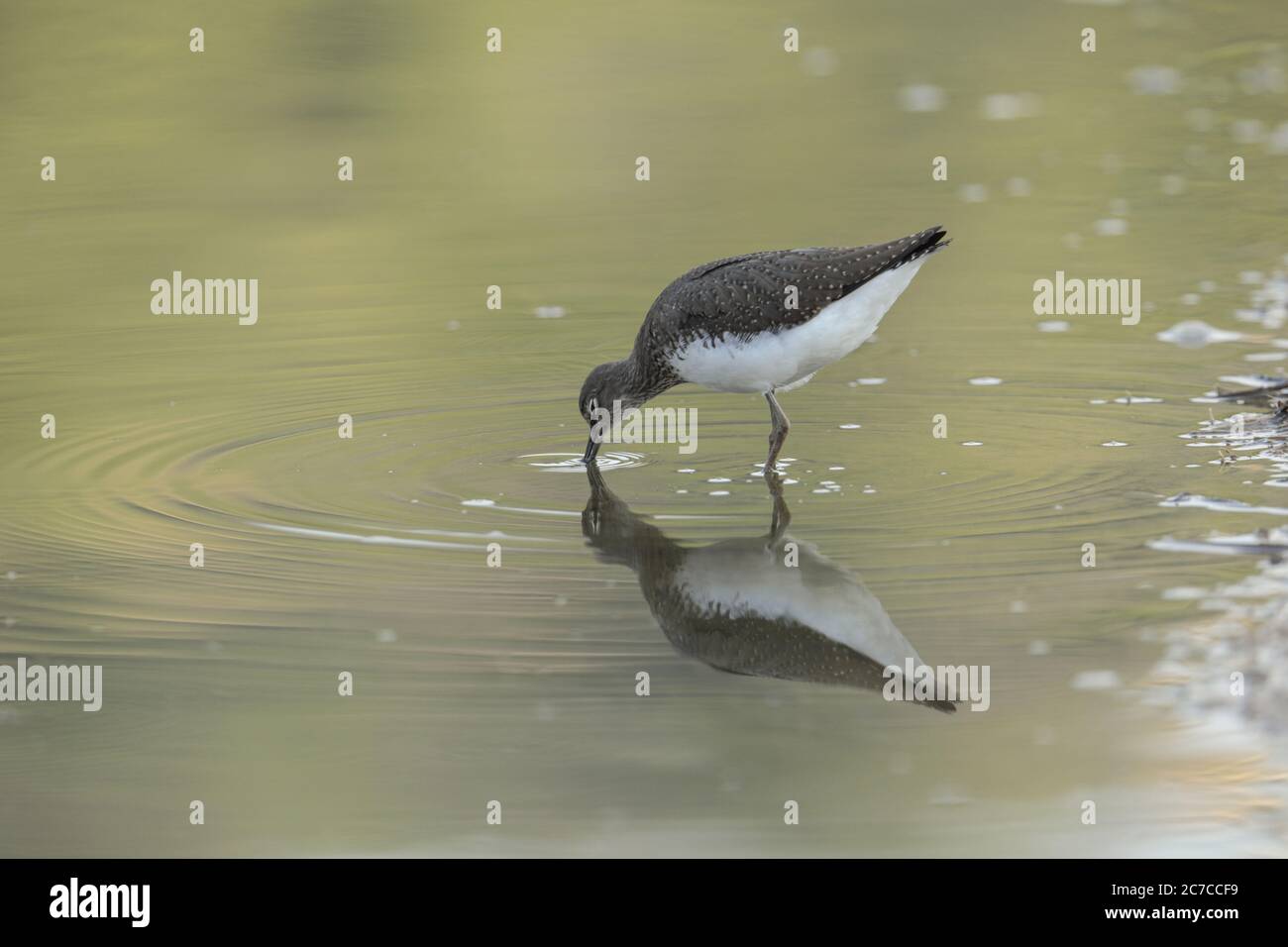 Green sandpiper Tringa ochropus Foto Stock