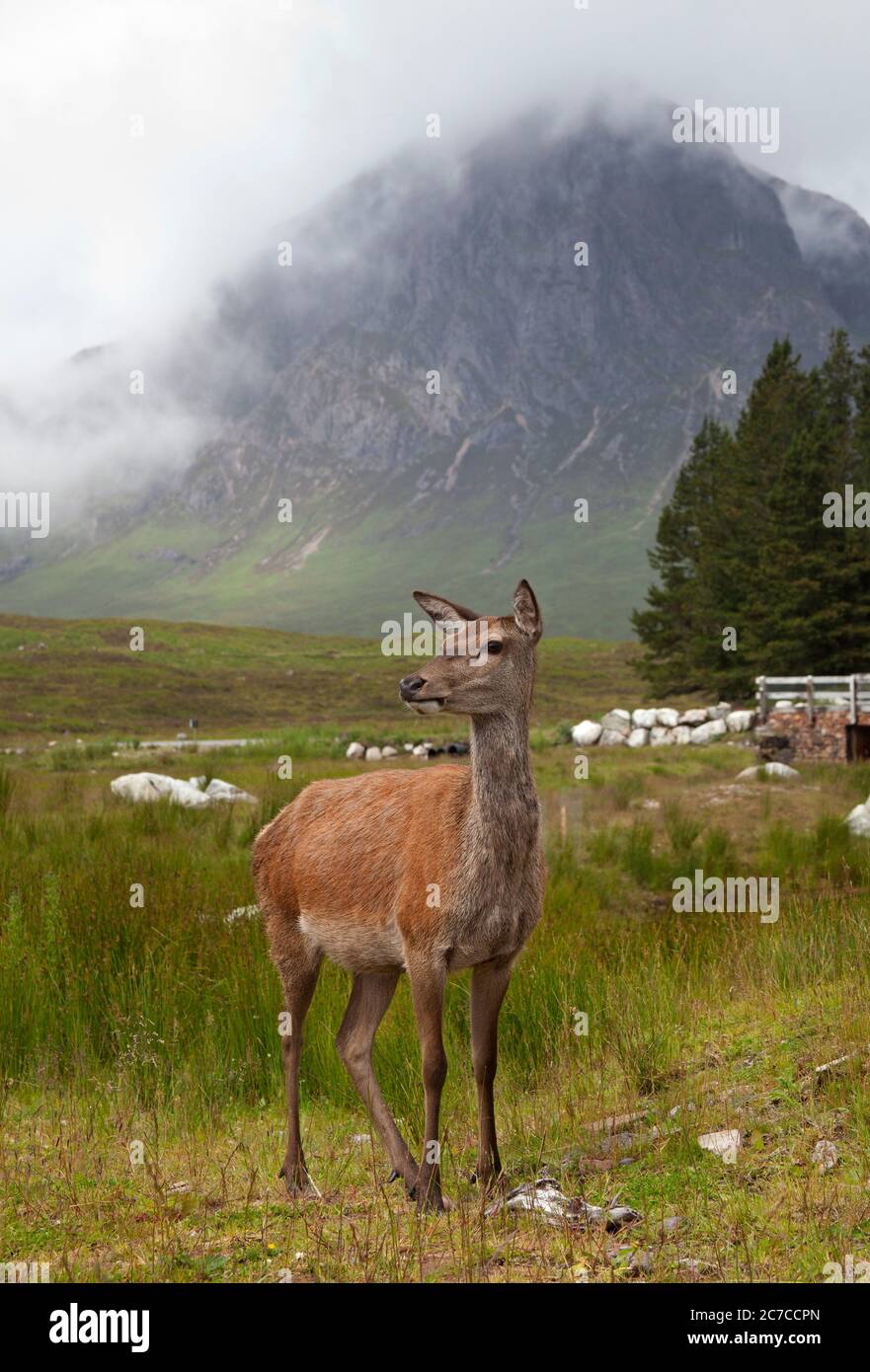 Glencoe, Lochaber, Scozia Regno Unito. 16 luglio 2020. Nella foto: Uno dei Red Deer che frequentano il Kingshouse Hotel sperando che i turisti li nutrano con un atmosferico Buachaille Etive Mor sullo sfondo, tuttavia i visitatori sono ancora sottili sul terreno nelle Highlands, come la fase 3 di blocco restrizioni sono stati alleviati solo recentemente. La temperatura è di 12 gradi con un pomeriggio di pioggia e nebbia che copre le colline e le montagne. Foto Stock