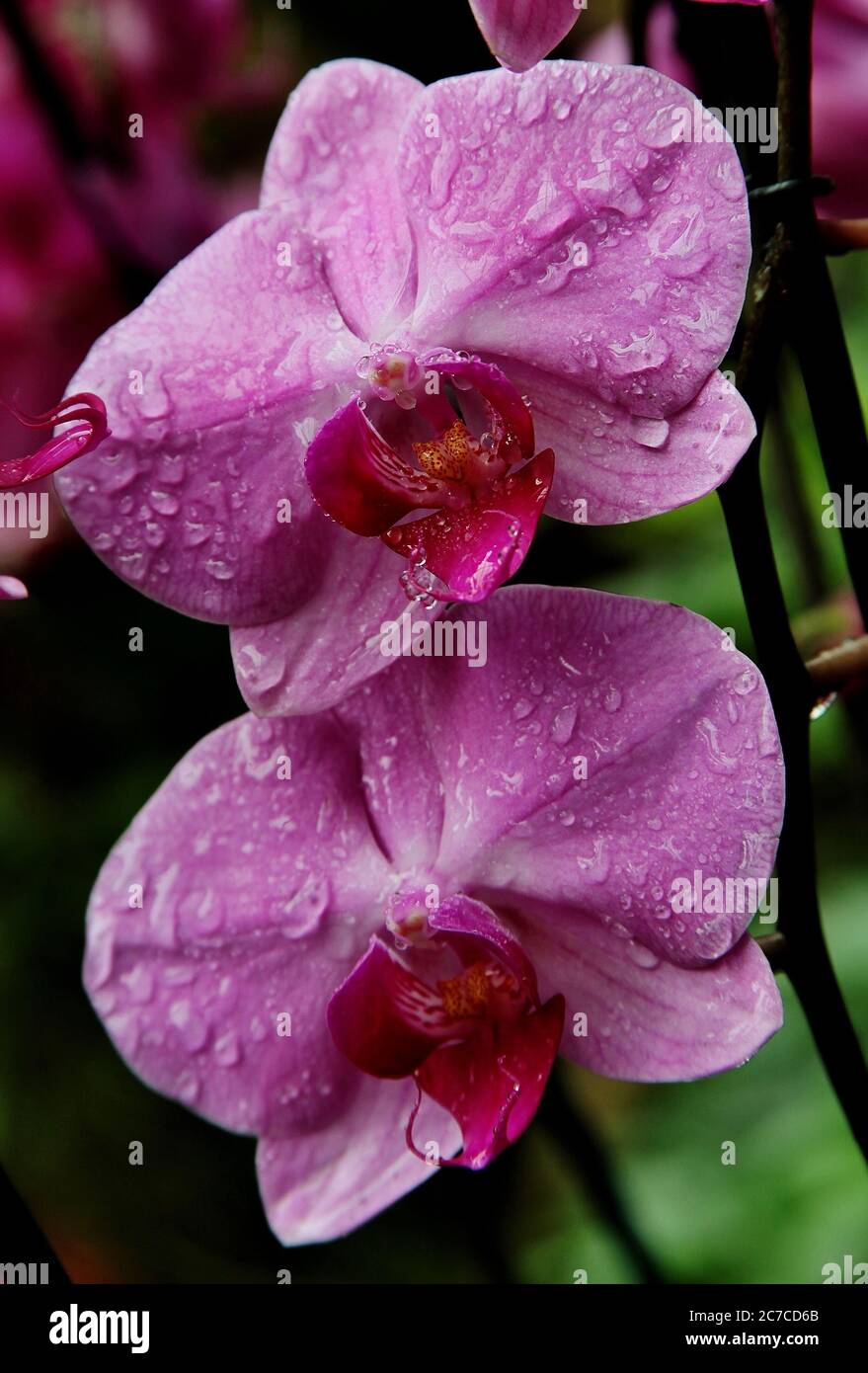 Closeup verticale di fiori violacei con gocce di rugiada su i suoi petali Foto Stock