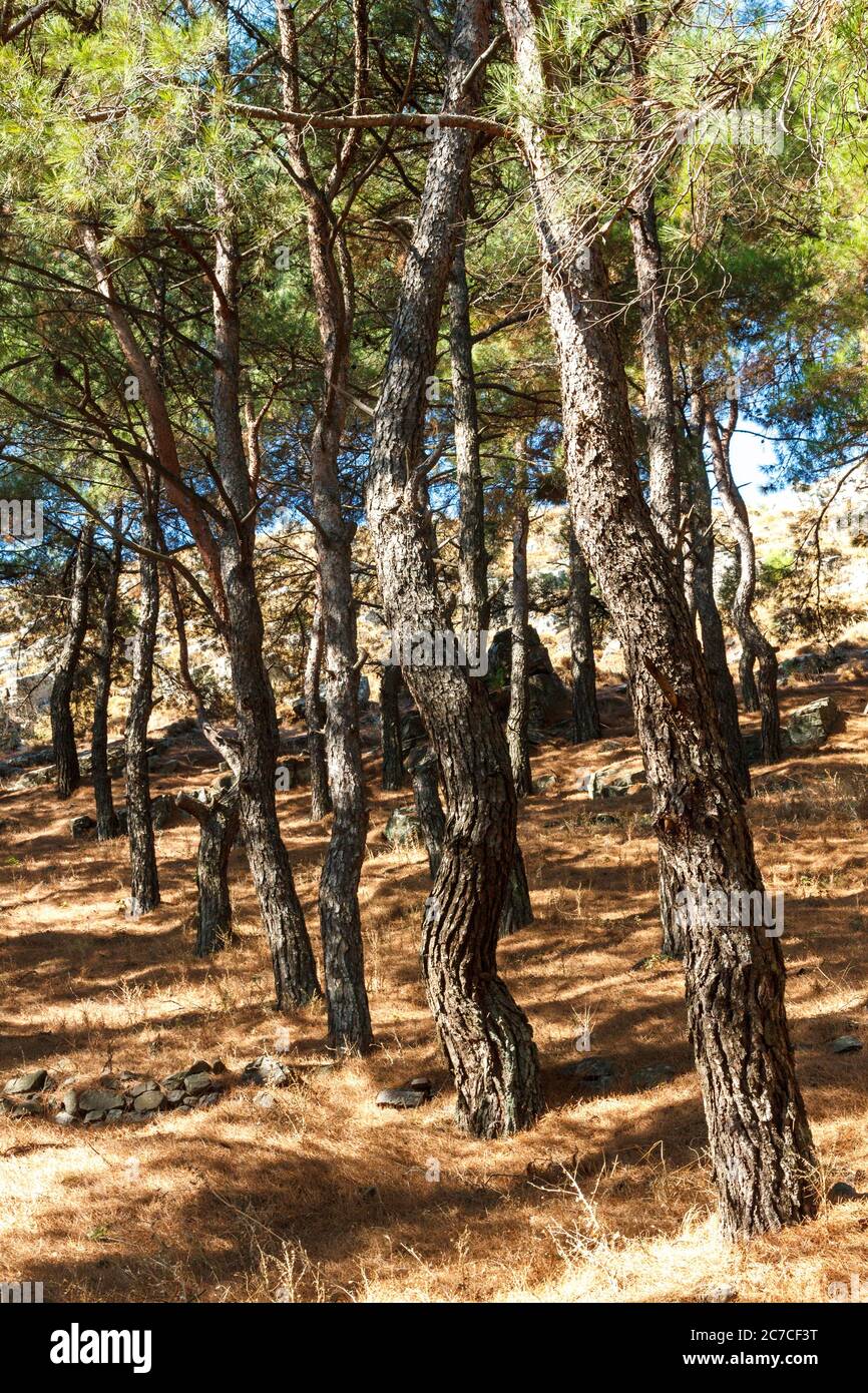 Pini in un boschetto nel villaggio di Agra, isola di Lesbos, Grecia, Europa. Foto Stock