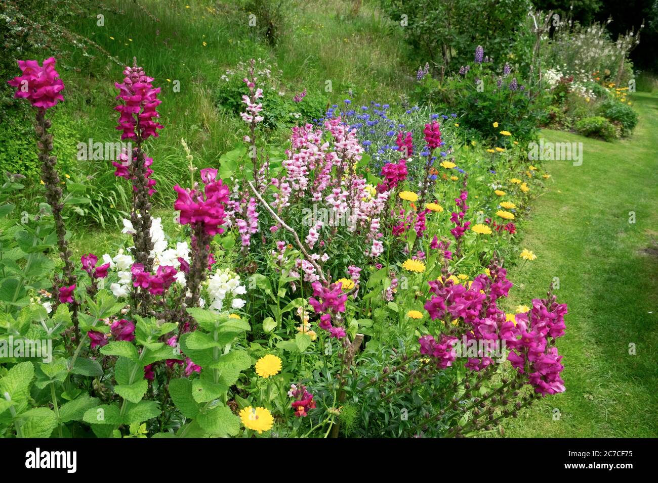 Antirhinums che cresce in estate in un giardino di campagna nel Galles del Carmarthenshire Regno Unito KATHY DEWITT Foto Stock