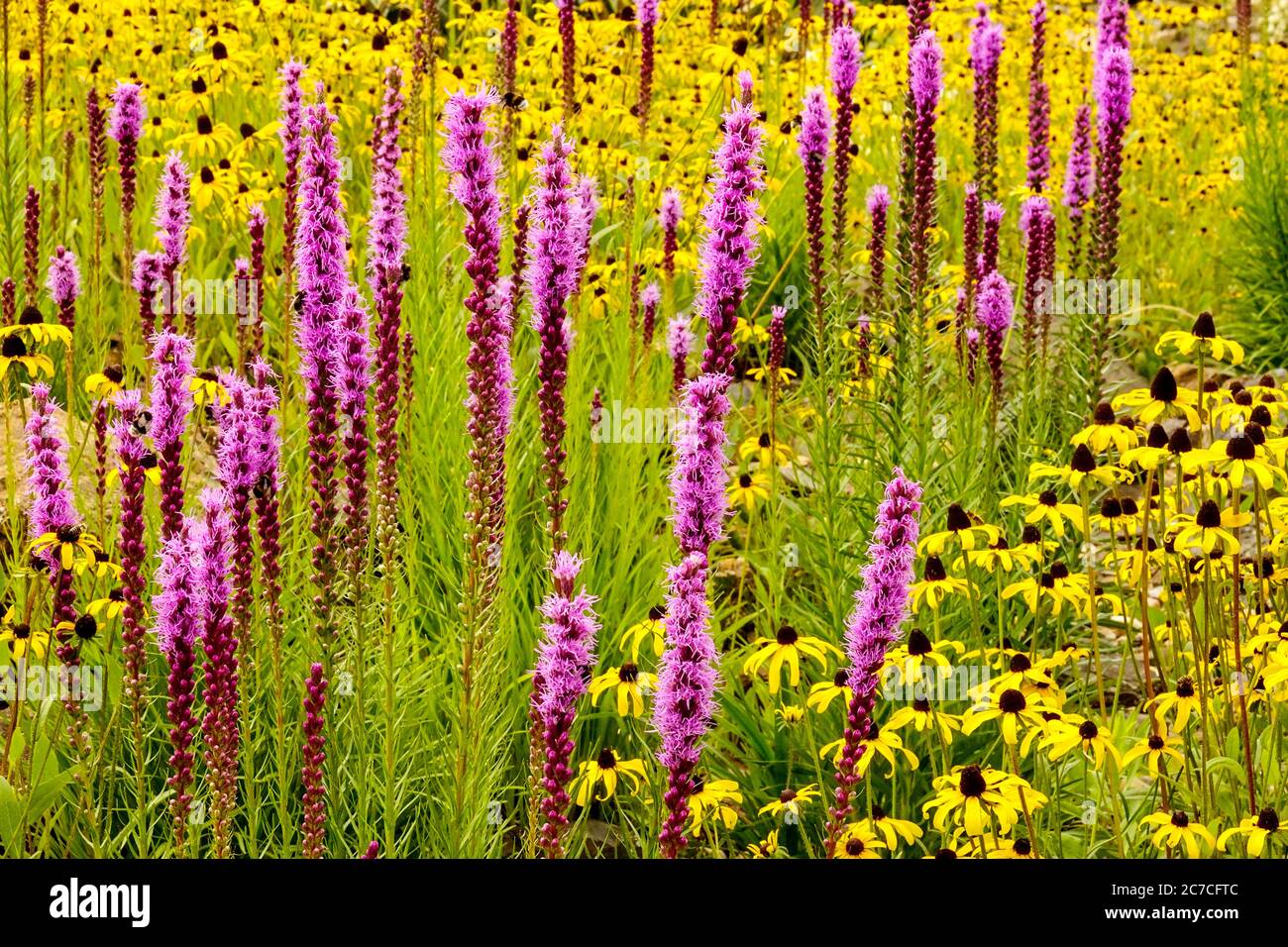 Viola giallo luglio fiori giardino Liatris Danse Blazing Star Rudbeckia fulgida Foto Stock